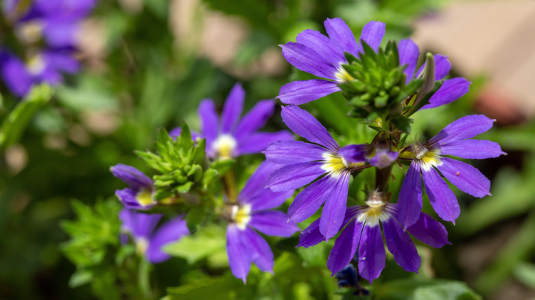 Close-up of purple fan flower blooming in a sunny garden