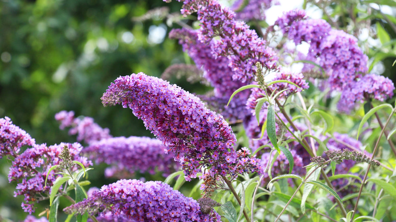 Blooming butterfly bush