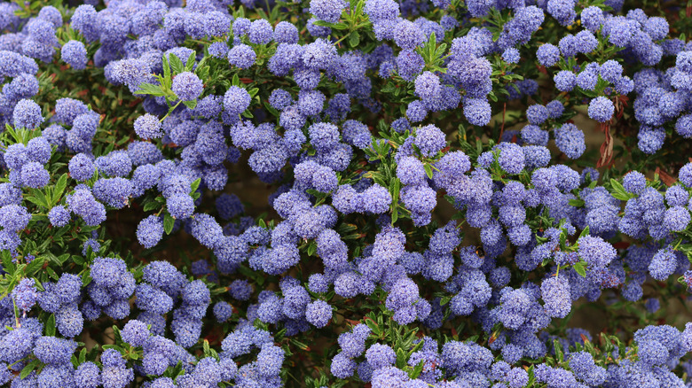 Californian lilac in full bloom