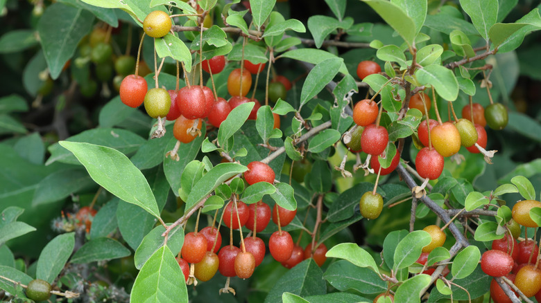 Orange fruit on a Elaeagnus bush