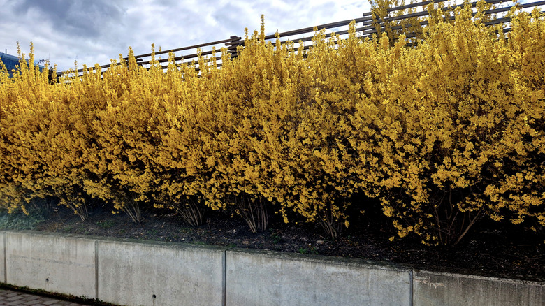 Forsythia used as a border