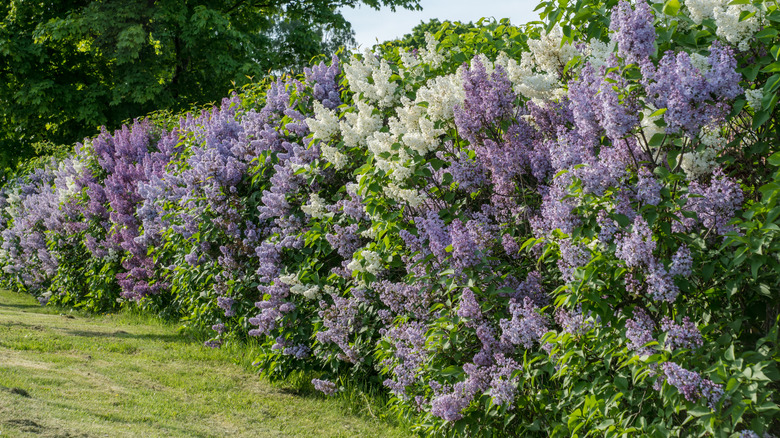 flowering shrub used as a privacy border