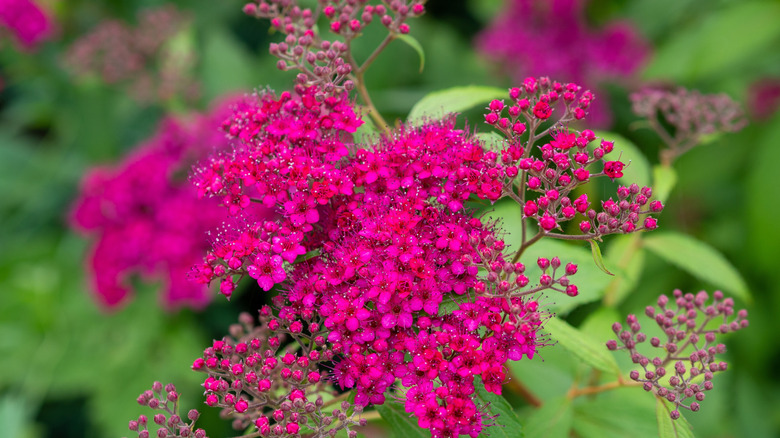 Pink flowers on a Japanese spirea bush