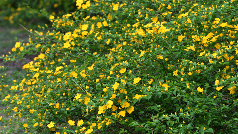Flowering Japanese kerria