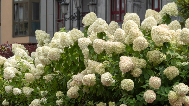 Panicled hydrangeas in full bloom