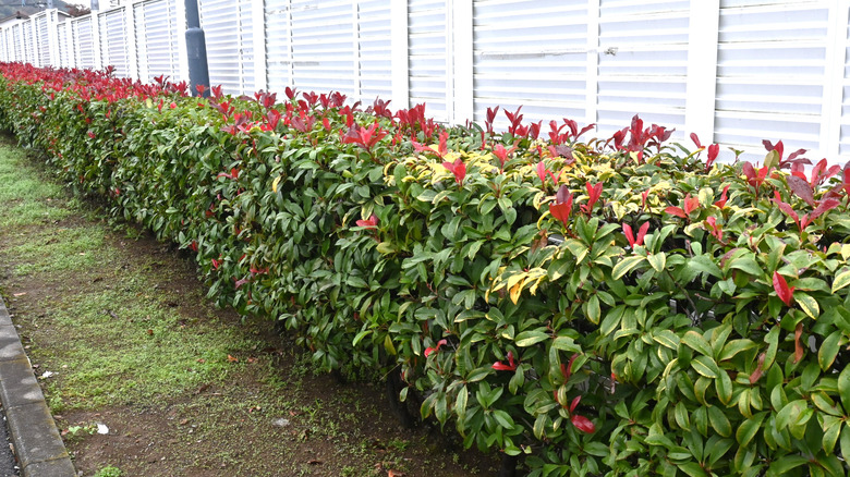 Photinia used as border hedge