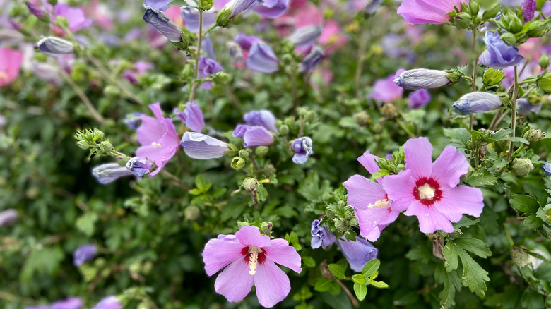 Pink flowers on rose of Sharon