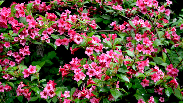 Pink flowers on Weigela