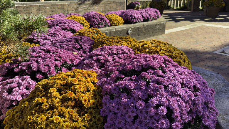 Purple and orange mums near a path