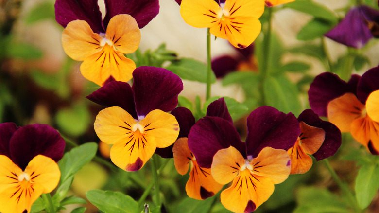 Red and orange pansies in a garden