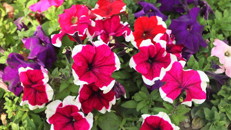 Red and purple petunias in bloom