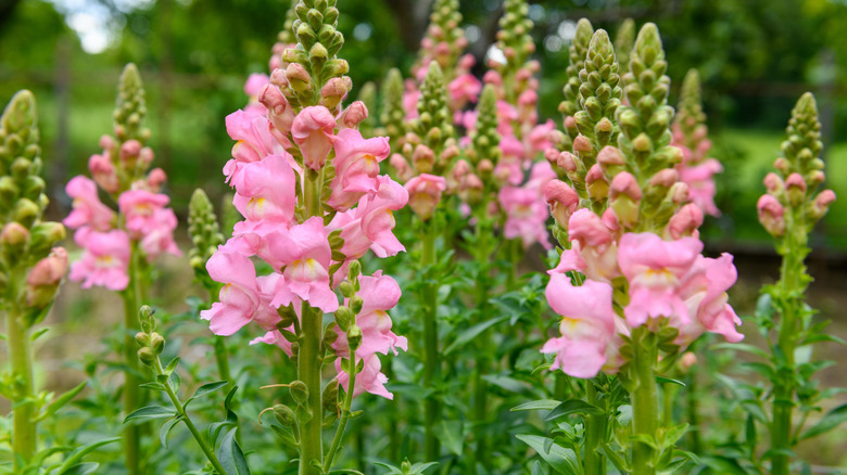 Pink snapdragons growing tall in a yard or garden