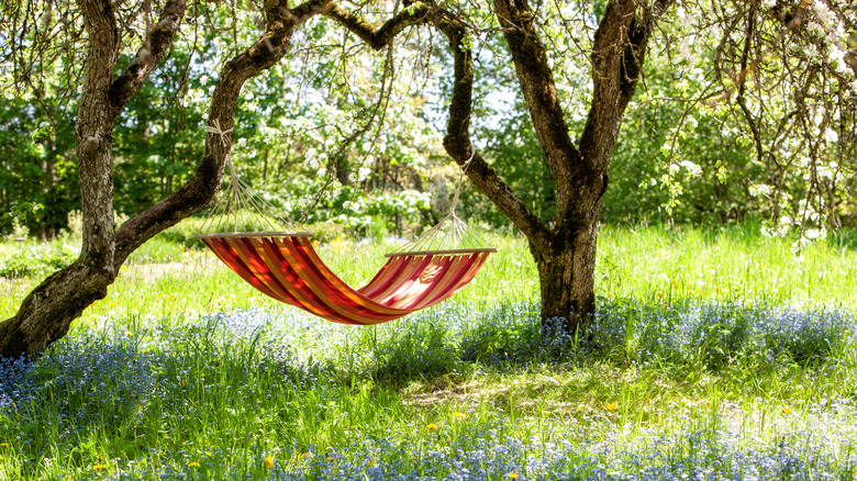 Hammock hung between tree branches