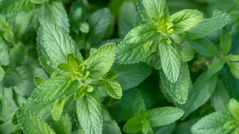Closeup of green mint plants taken from above.