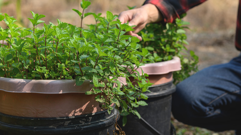 Mint growing in double containers