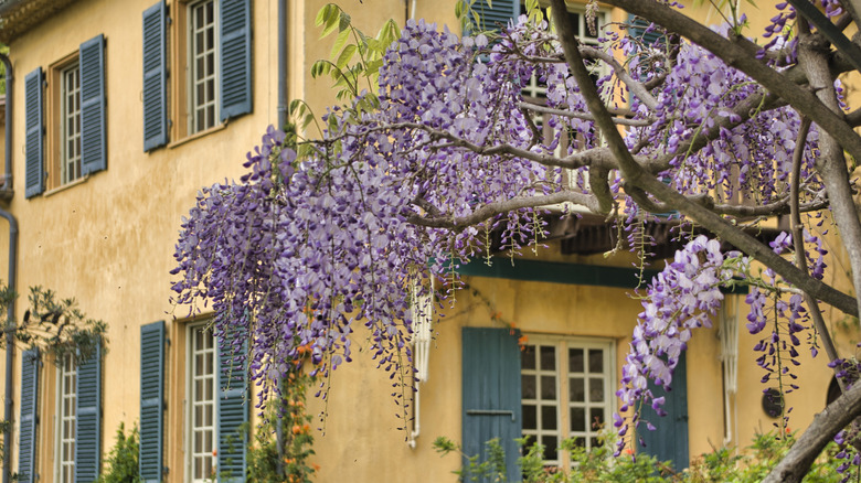 A Wisteria in front of a yellow home