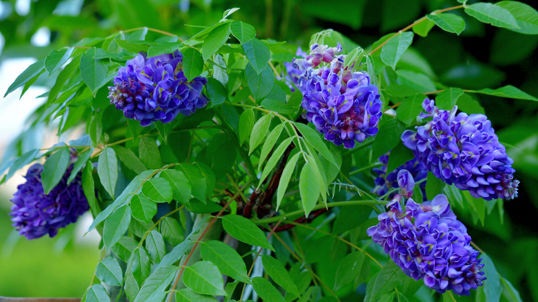 A close-up of American wisteria's purple flowers