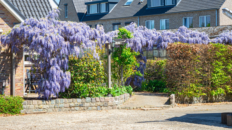 A large mass of wisteria growing on a structure that runs along the sidewalk in front of a house