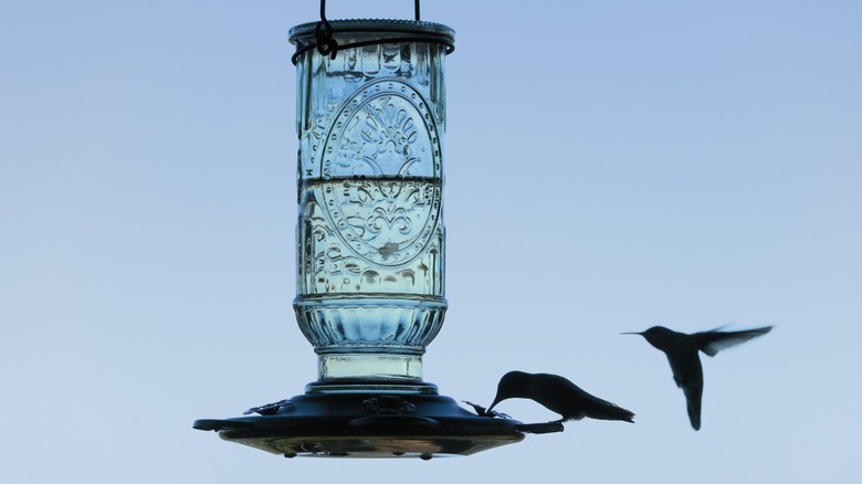 Two hummingbirds at an etched glass feeder