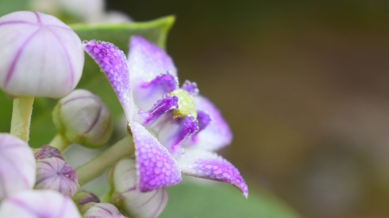 Dew on purple crown flower