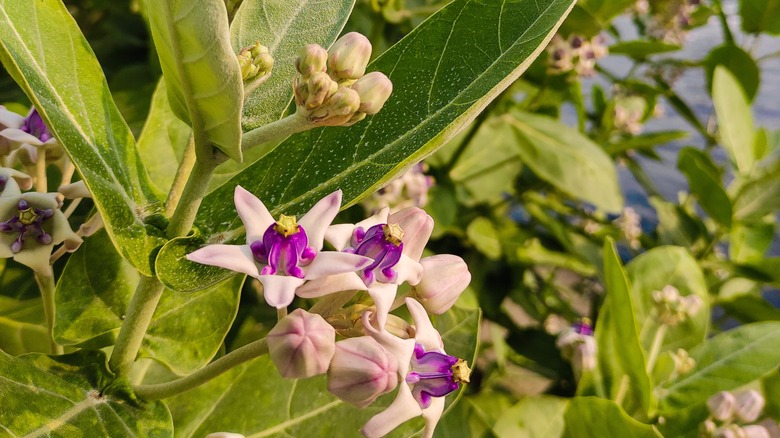 Purple crown flowers in bloom