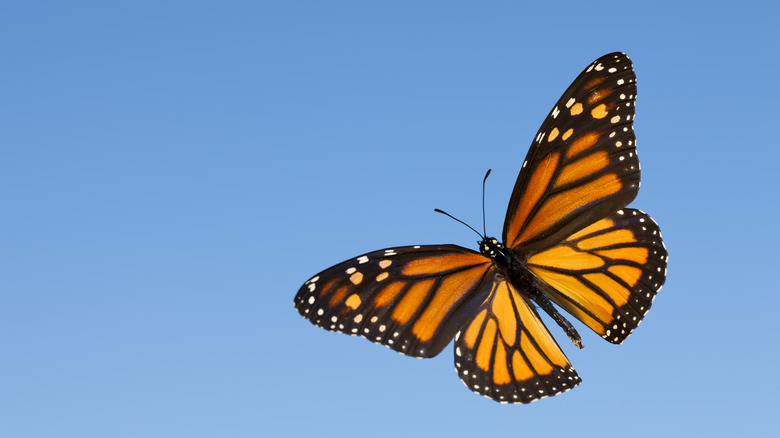 Monarch butterfly in the air