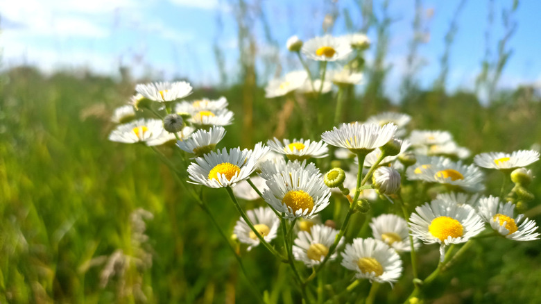 closeup on common fleabane species