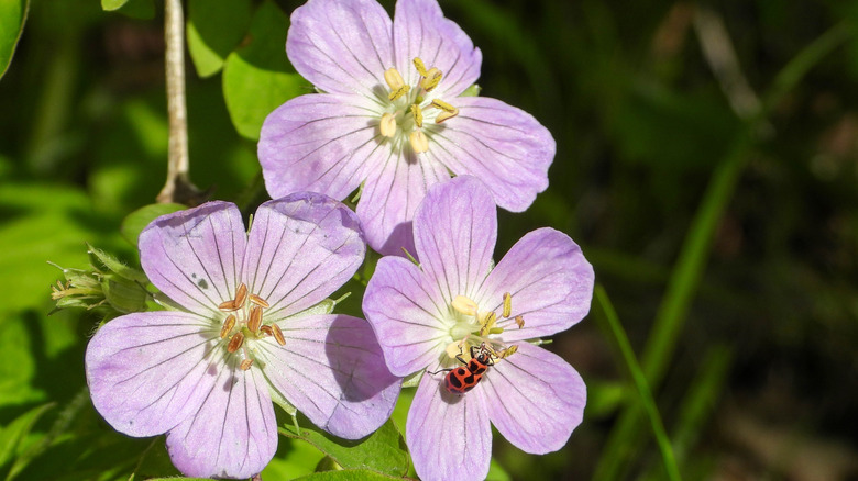 closeup on purple Geranium maculatum flowers
