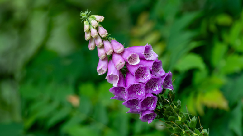foxglove in bloom