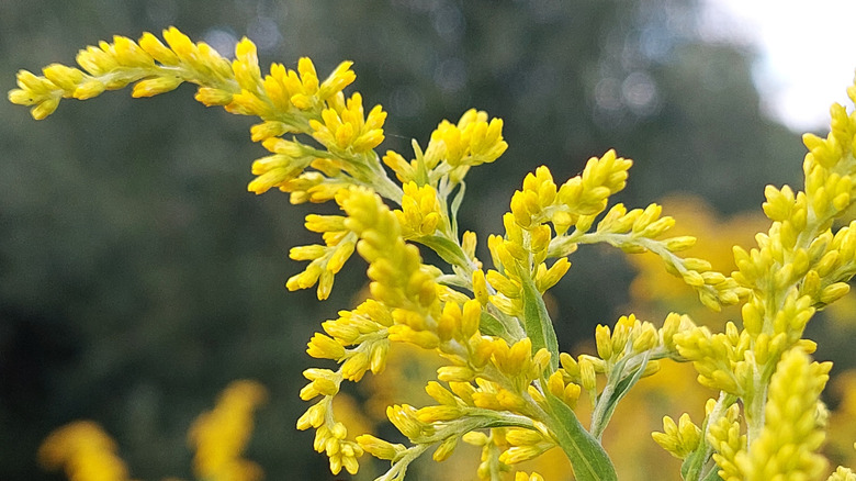 closeup on goldenrod species
