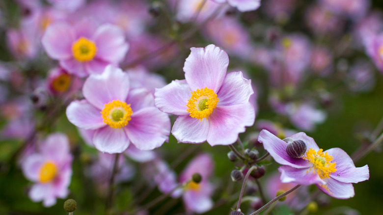 closeup on Anemone hupehensis blooms