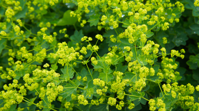 Lady's mantle in bloom