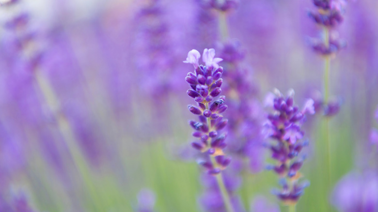 closeup on lavender in bloom