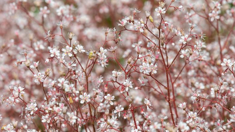 field of Saxifraga x urbium in bloom