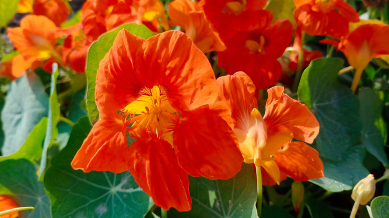 orange nasturtium flower