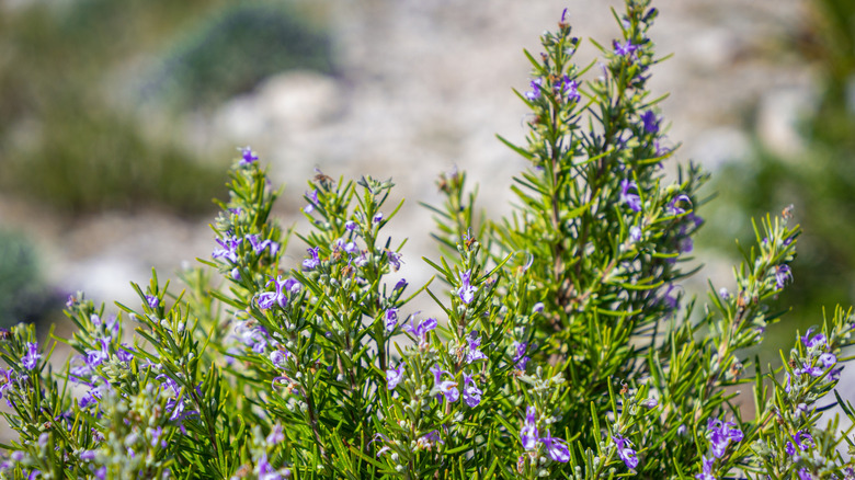 rosemary with flowers in garden