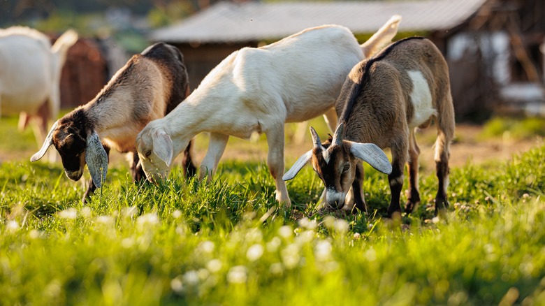 goats feeding on grass