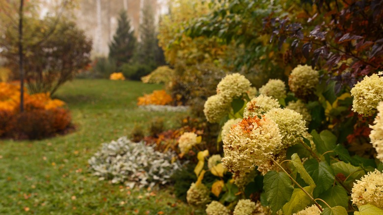hydrangeas in garden