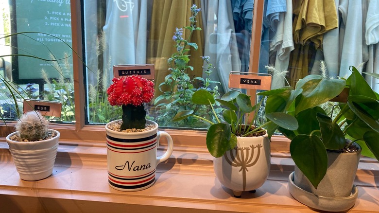 Plants with names at Ferny's 