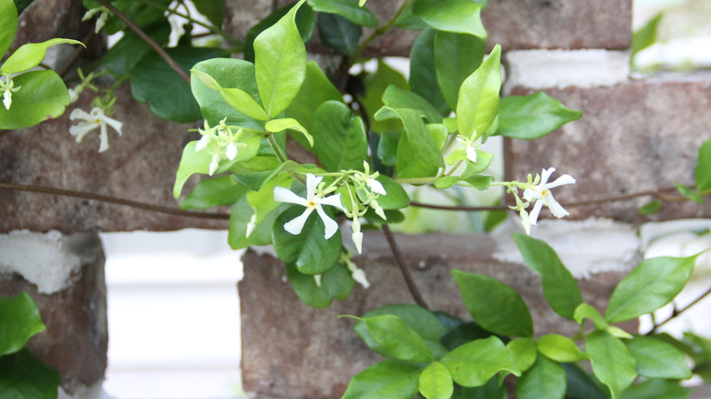 Star jasmine climbs brick