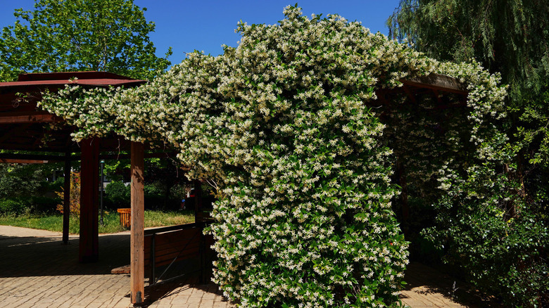 Star jasmine in full bloom
