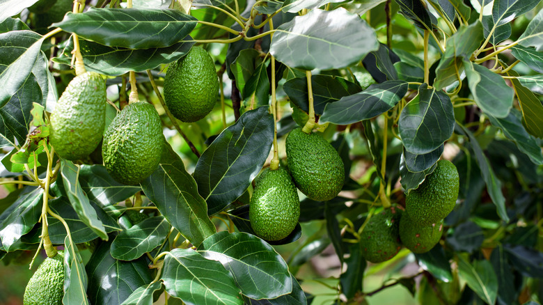avocados on the tree
