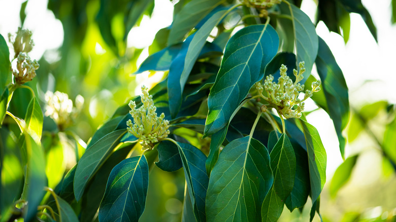 healthy flowering avocado tree