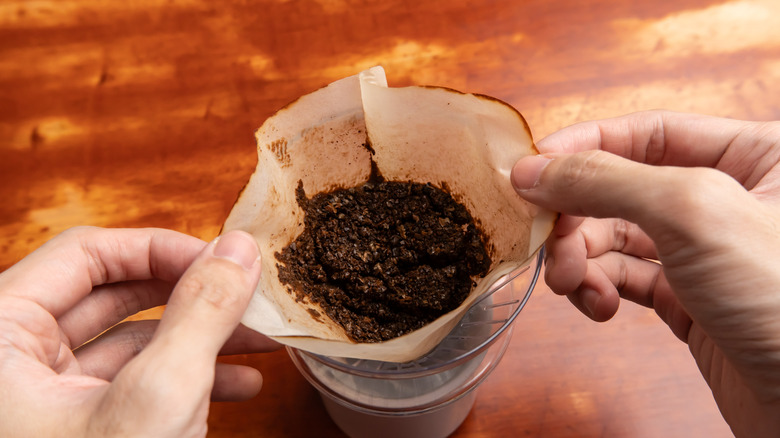 Person holding spent coffee grounds in their hands