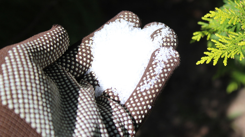 Gloved hand holding a handful of Epsom salt