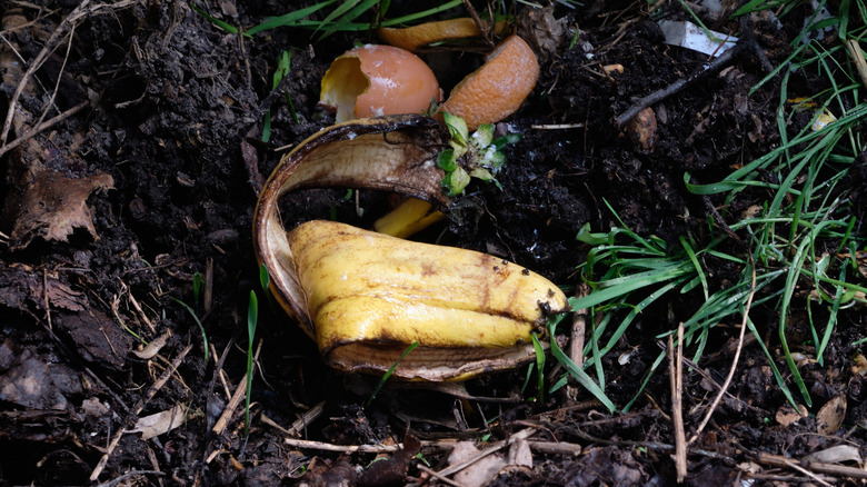 Banana peel in a compost pile