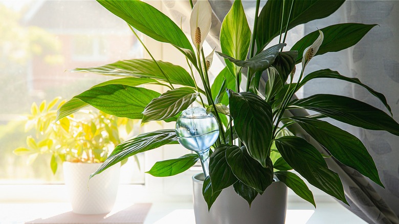 Potted peace lily near window