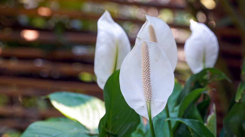 Peace lily blooms outdoors in front of a blurred background