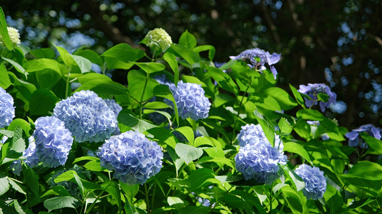 A hydrangea shrub holds several large blue blooms in the sun.