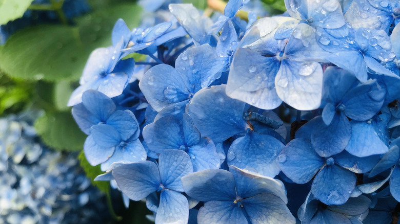 A closeup image of blue hydrangea blooms with droplets of water on them.
